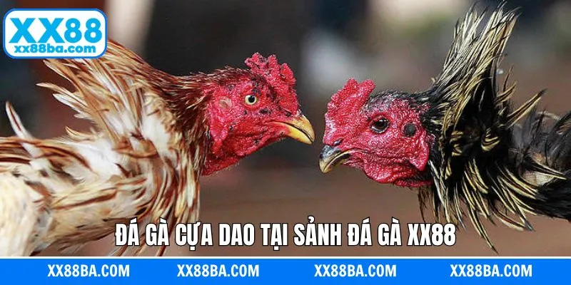 Chọi gà cựa dao thu hút khách hàng Chọi gà cựa dao thu hút khách hàng