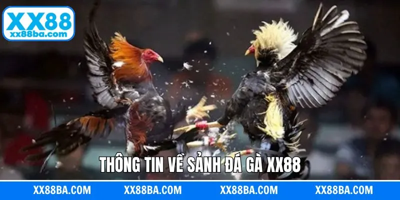 Giới thiệu tổng quan về chuyên mục đá gà XX88 Giới thiệu tổng quan về chuyên mục đá gà XX88